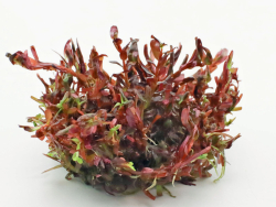 Rotala rotundifolia Blood Red - Blutrote Rotala